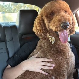 Goldendoodles from gucci_bentleys_goldendoodles