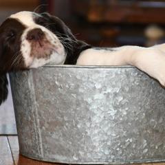Drentsche Patrijshond and Spinone Italiano Puppies from Two Gun Kennels