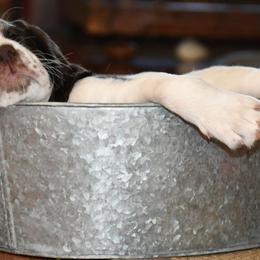 Drentsche Patrijshond and Spinone Italiano Puppies from Two Gun Kennels