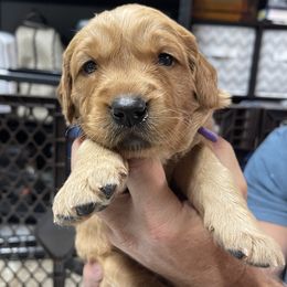 Girl 1 - Dark golden Golden Retriever puppy in Lake Winnebago, Missouri from Hunt 'Em Up Goldens