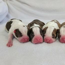 Boston Terrier Puppies from White Valley Boston Terriers