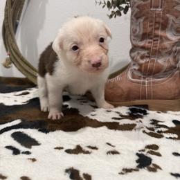 Ben - White and red male Border Collie puppy in Washburn, Missouri from BS Farms