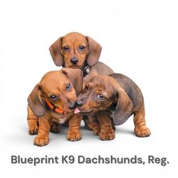 Lacey- Cuddles and Snuggles - Brindle female Dachshund puppy in Mountain Grove, Missouri from Blueprint K9 Dachshunds- www.BlueprintK9.com