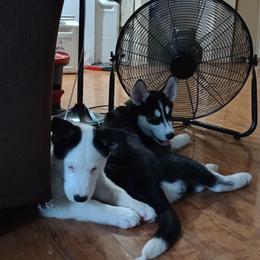 Companion Cross and Siberian Husky Puppies from High Mountain Crosses