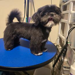 Sushi - Blue and white male Shih Tzu puppy in Henrico, Virginia from Wild Wind Shih Tzu
