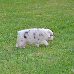 Australian Shepherd Puppies from Platinum Edition
