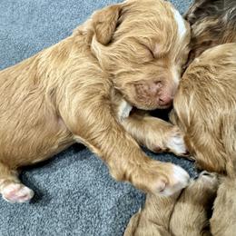 Cornbread - Yellow and white male Bernedoodle puppy in Macon County, North Carolina from Mountain Doodles