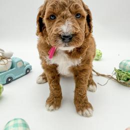 Luna - Red  female Goldendoodle puppy in Sunman, Indiana from Brunsman Country Doodles LLC