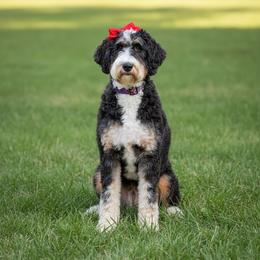 Jemma - Bernedoodle
