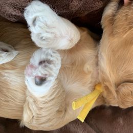 Cockapoo Puppies from ApplebyFarm