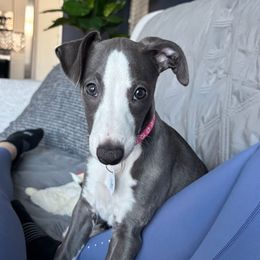 Gianna - Blue female Whippet puppy in Katy, Texas from Texas Diamond Whippets