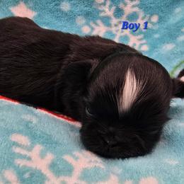 Boy 1 - Black male Shih Tzu puppy in Oakville, Washington from Garrard Creek Shih Tzus