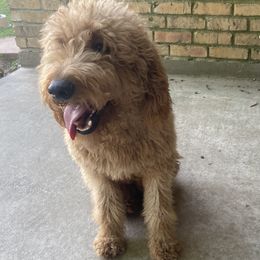 Lucci - Goldendoodle