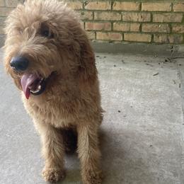 Lucci - Goldendoodle