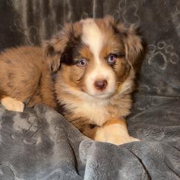 Irwin - Red merle male Miniature Australian Shepherd puppy in Deming, New Mexico from Rave'n Aussies of New Mexico