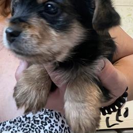 Leo - Black and tan male Yorkshire Terrier puppy in Taylorsville, North Carolina from Mountain Top Hot Tailz