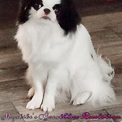Japanese Chin Puppies from Mystike Japanese Chin