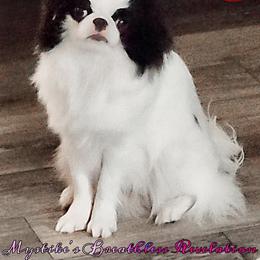 Japanese Chin Puppies from Mystike Japanese Chin