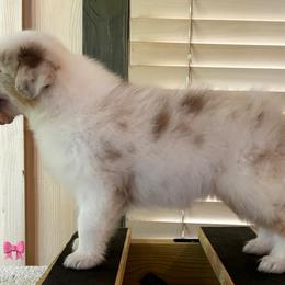 Ash - Red merle female Australian Shepherd puppy in Murrayville, Georgia from Mountain Ridge Aussies