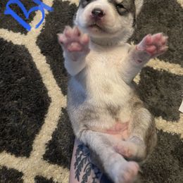 Siberian Husky Puppies from Alexandra's Siberian Huskies