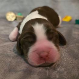 Caramel - Tri-Roan female English Springer Spaniel puppy in Cookeville, Tennessee from Krossroads Kennel