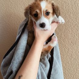 Pembroke Welsh Corgi Puppies from Sully's Corgis