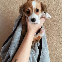Pembroke Welsh Corgi Puppies from Sully's Corgis