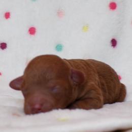 Girl 2 - Red  female Poodle puppy in Hurricane Mills, Tennessee from Scenic Hills Kennels