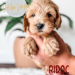 Goldendoodle Puppies from First Coast Goldendoodles
