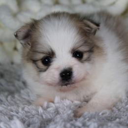 AKC Kobe - Cream sable parti male Pomeranian puppy in Albany, Indiana from Hatz Off Puppies
