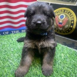 Blue collar Boy 1 - Black and tan male German Shepherd puppy in Joshua, Texas from American Viking GSD Ranch