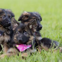 German Shepherd Puppies from Casa Ortiz German Shepherds