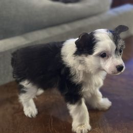 Puff boy - Black white and tan male Chinese Crested puppy in Rockvale, Tennessee from Cosmic Chinese Cresteds & Wind-Echo Poodles