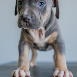 England - Blue tri-color female American Bully puppy in Frederick, Maryland from EastSideMarky