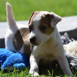 Sully - Tan and white male Jack Russell Terrier puppy in Menifee, California from Wendover Terriers