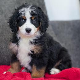 Ford - Tri-color male Bernedoodle puppy in Dundee, Ohio from Down Home Doodle