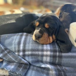 Basset Hound Puppies from Autumn Oak Basset Hounds