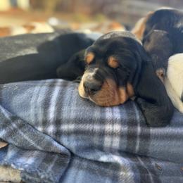 Basset Hound Puppies from Autumn Oak Basset Hounds