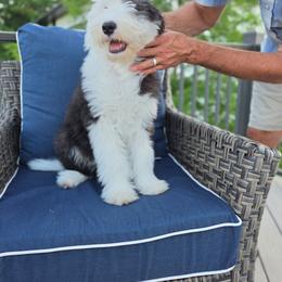Moose - Gray and white male Old English Sheepdog puppy in Smallett, Missouri from Chasin Angus Sheepdogs