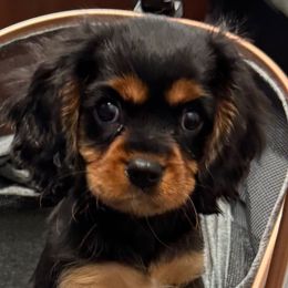 Captain fantastic - Black and tan male Cavalier King Charles Spaniel puppy in Saint Augustine, Florida from STARGAZER CAVALIERS