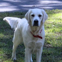 Daisey Mae - Golden Retriever