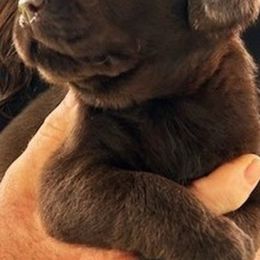 Labrador Retrievers from Tru-Heart Labradors, LLC