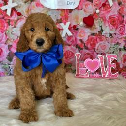 Zoey's Blue Boy - Apricot male Goldendoodle puppy in Kountze, Texas from Texas Doodles LLC