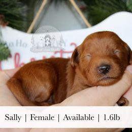 Sally - Red  female Goldendoodle puppy in Comanche, Texas from Central Texas Doodles, LLC.