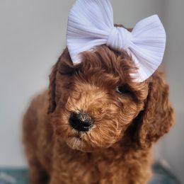 Cicadas - Red  Goldendoodle puppy in Arkansas from Dapper Doods