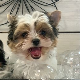 Biewer Terrier Puppies from Bouquet Biewers