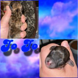 Jo Jo - Brindle female Dachshund puppy in Brazil, Indiana from King Duke Dachshunds