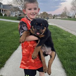 Rottweiler Puppies from Alpha Co. Rottweilers
