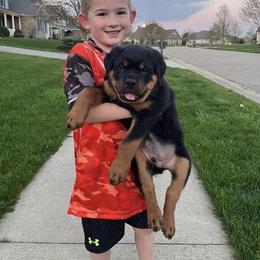 Rottweiler Puppies from Alpha Co. Rottweilers