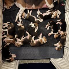 Harrier Puppies from Darkfire Harriers